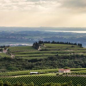 Balestri Valda Vignards