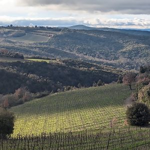 Poggio dell'Aquila vignards